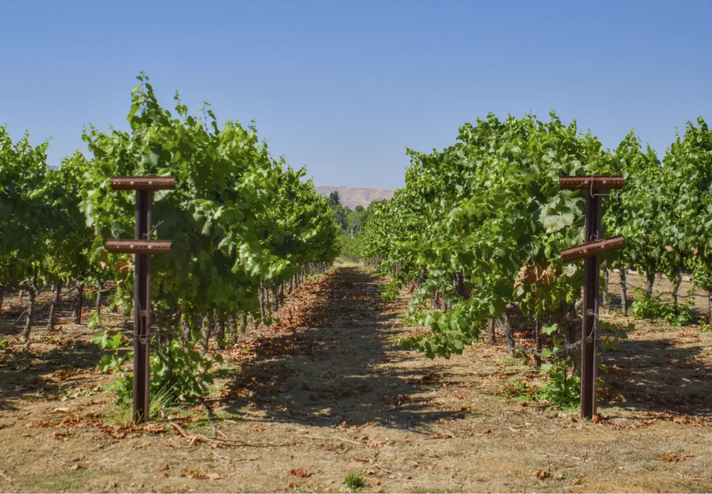 Purple sky winery vineyard rows.
