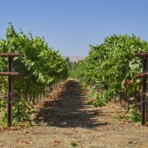 A Local’s Guide to Wine Tasting in Utah
