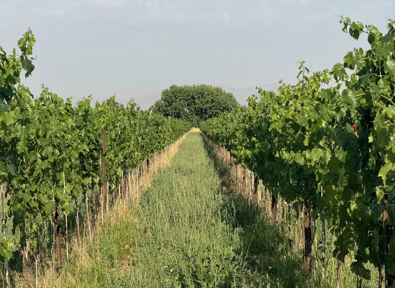 Rows of varieties for winemaking being grown on the purple sky winery vineyard in honeyville utah.