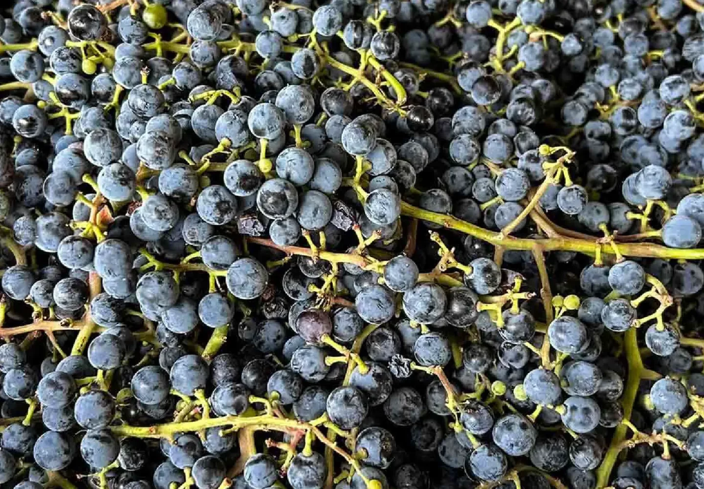 Large batch of frontenac grapes newly harvested.