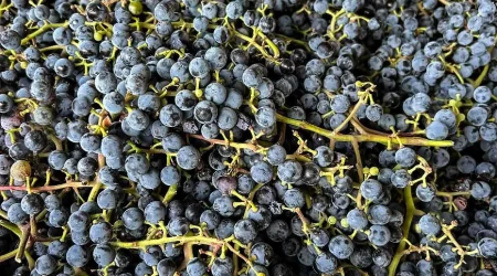 Large batch of frontenac grapes newly harvested.