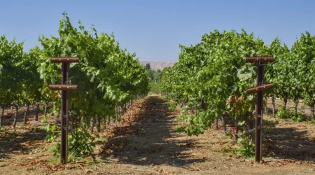 Purple sky winery vineyard rows.